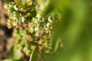 Berries of blueberry ripen in summer