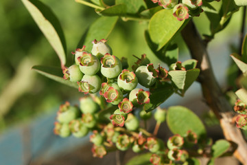Berries of blueberry ripen in summer