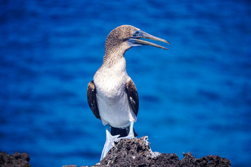 Blue footed  booby, San Cristobal, Galapagos