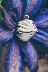 Summer flowers. Blue Clematis (Mon Amour), close up