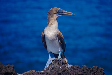 Blue footed  booby, San Cristobal, Galapagos