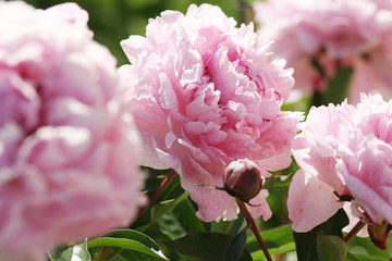 Peony blooms in the garden