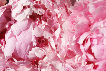 Peony blooms in the garden