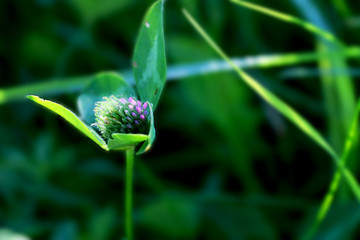 Obraz premium red clover is surrounded by green herbs and covered by sunlight in morning meadow