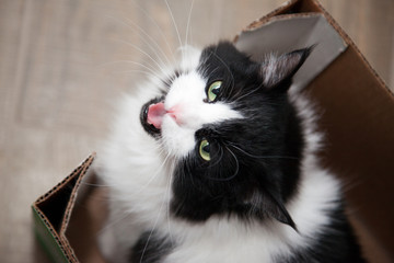 Mouthy little cat