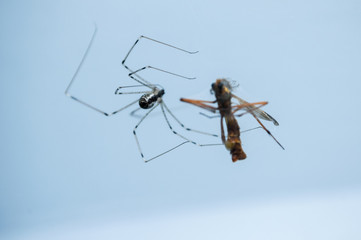 How the spider catches its prey