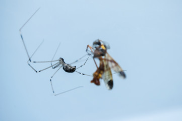 How the spider catches its prey