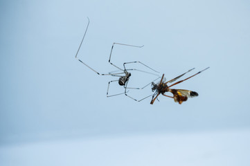 How the spider catches its prey