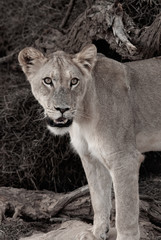Kalahri Pride Female 
