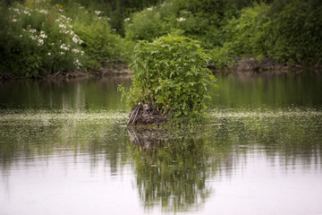 Summer landscape. swamp, marsh, bog, quagmire, morass, backwater. An area of low-lying, uncultivated ground where water collects; A bog or marsh.