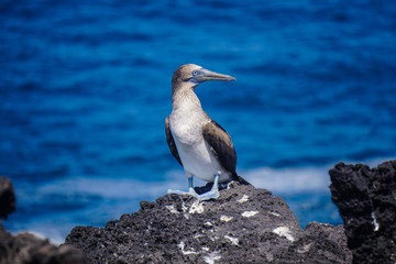Blue footed  booby, San Cristobal, Galapagos