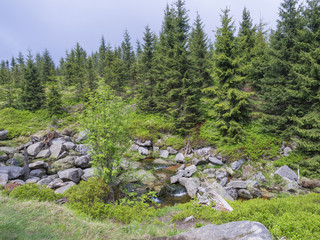 Obraz premium spring mountain stream Bila Smeda with stones and boulders, spruce tree forest, green bushes in Jizera mountain Czech republic