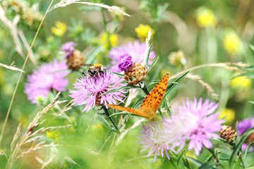 Sommerwiese