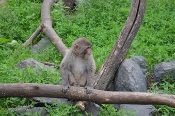 A Snow monkey