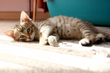 Small gray striped european shorthair cat plays in the garden and climbs trees
