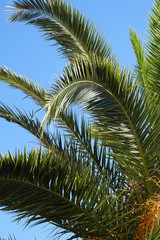 Obraz premium Close-up of green plam leaves against blus sky