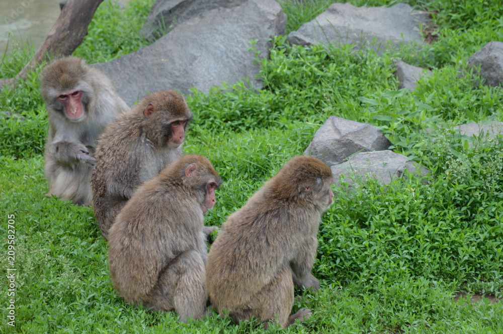 Poster A Snow monkey