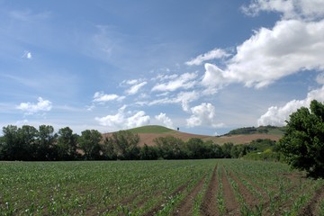 Fototapeta na wymiar field,mais,crops,landscape,agriculture,hill,sky,blue,view