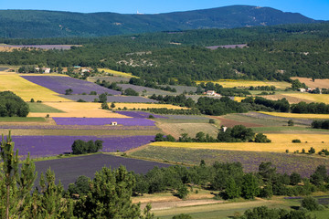 Obraz premium lavender fields in Provence. Lanscape of France