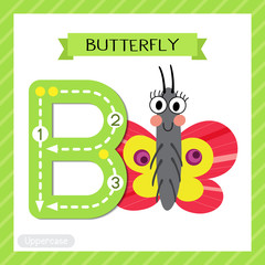 Letter B uppercase cute children colorful zoo and animals ABC alphabet tracing flashcard of Butterfly for kids learning English vocabulary and handwriting vector illustration.