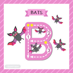 Letter B uppercase cute children colorful zoo and animals ABC alphabet tracing flashcard of Flying Bats with bow for kids learning English vocabulary and handwriting vector illustration.