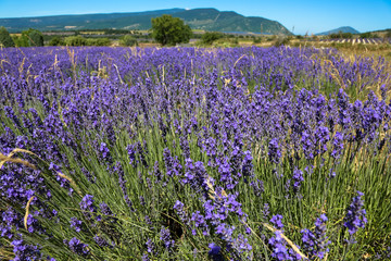 meadow lavender field at afternoon. Provence. France