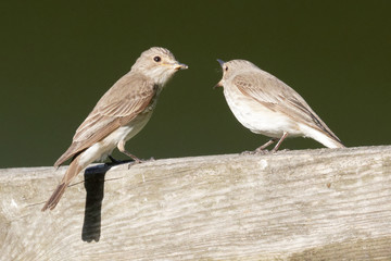 Two Spotted Flycatcher exchanging food. Spotted Flycatcher.  The spotted flycatcher (Muscicapa striata) is a small passerine bird in the flycatcher family. Wild bird in a natural habitat.