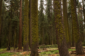 Sunset in Sequoia national park in California, USA