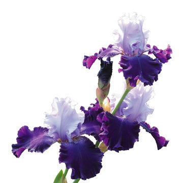 Fototapeta Iris varieties of the Great Gatsby isolated on white background. Beautiful blue and purple flowers.