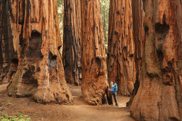 Mother with infant visit Sequoia national park in California, USA - obrazy, fototapety, plakaty