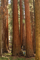 Mother with infant visit Sequoia national park in California, USA