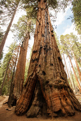 Sunset in Sequoia national park in California, USA