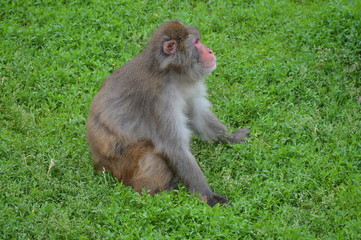 A Snow monkey