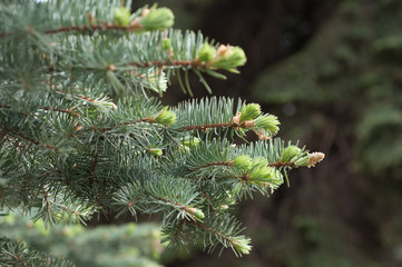 blue spruce close-up