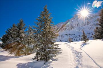 Trees covered by fresh snow in Alps. Stunning winter landscape.