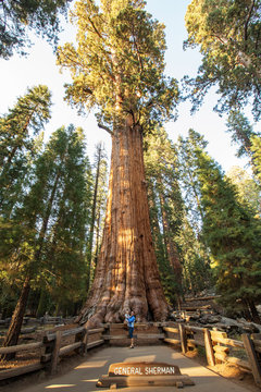 Mother with infant visit Sequoia national park in California, USA