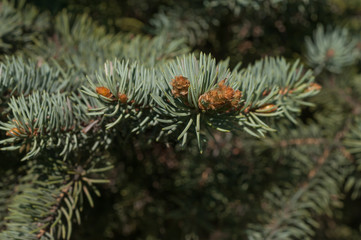 blue spruce close-up