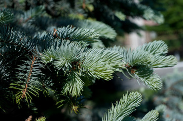 blue spruce close-up