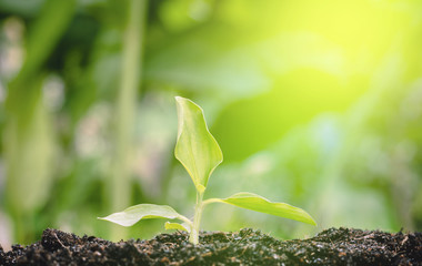 A single green sprout growing out of dark soil with green plants in the background and a bright light source behind.
