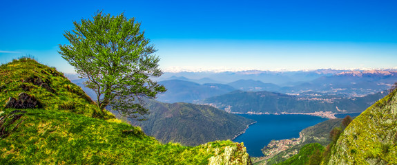 Fototapeta na wymiar Lonely tree above Lugano city. View to Swiss Alps from Monte Lema, Canton Ticino, Switzerland, Europe.
