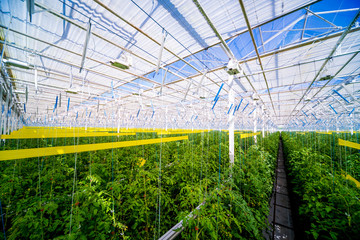 Fototapeta premium Rows of plants growing inside big industrial greenhouse.