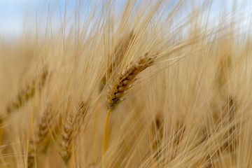 Close up view of the ears of golden wheat field in summer