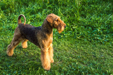 airedale terrier on a background of green grass in the park