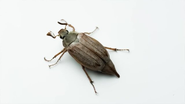 Сockchafer flying away on white background. Close up shot