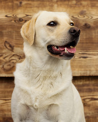 Fototapeta na wymiar dog labrador on a wooden background