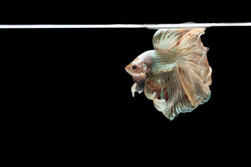 Halfmoon betta beautiful fish. capture the moving moment beautiful of siam betta fish in thailand on black background. Rhythmic of Betta fish, siamese, fighting fish, betta splendens.