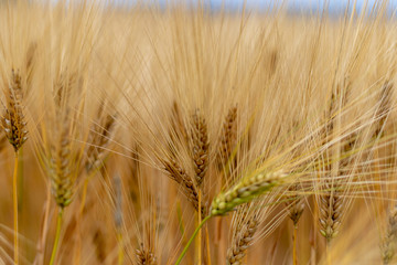 Fototapeta premium Close up view of the ears of golden wheat field in summer