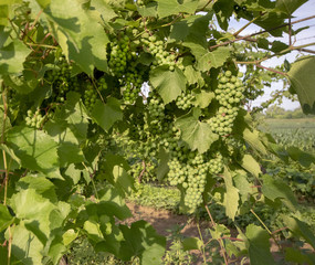 Grappolo d'uva 