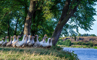 Flock of geese under trees by the lake. Rural summer landscape. 