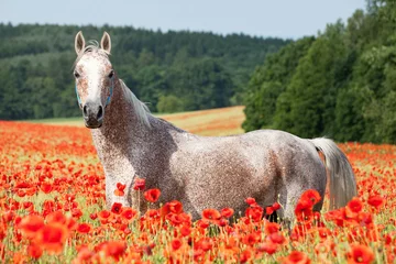 Fotobehang Portret van aardig Arabisch paard in rood papavergebied © lenkadan